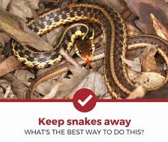 Keep seldom used areas clean and tidy to prevent snakes from nesting with advice from the owner of a pest control agency. How To Keep Snakes Away A Complete Guide Pest Strategies