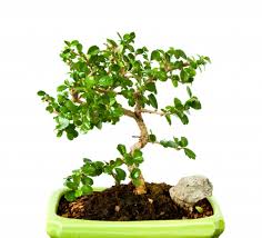 Fukien tea bonsai tree with dark green leaves in small size and yearlong blooming little white flowers can be great centrepiece for home. How To Grow And Care For A Fukien Tea Bonsai Grow A Bonsai Tree