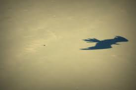 Image result for shadow of a bird