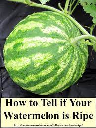 If it's creamy yellow , that indicates the melon was ripe when it was picked. How To Tell If A Watermelon Is Ripe Watermelon Fruit Garden Gardening Tips