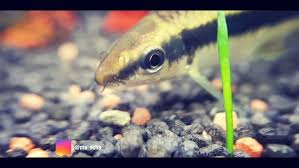 Watch The Best Youtube Videos Online Feeding Time For A Crossocheilus Oblongus Aquarium Aquascaping Fi Aquarium Design Planted Aquarium Fresh Water Tank