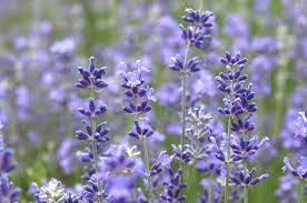 However, some types of lavender then bloom well into autumn and enrich the garden with a fragrant sea of flowers. How To Grow And Care For Munstead Lavender