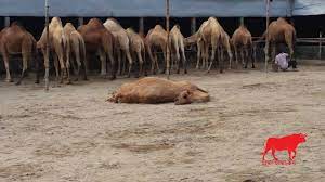 Monthly recommended minimum amount of money for food per person (assuming 31 days per month). Camel History Characteristics Price In Bangladesh Hamba Hamba Com à¦¹ à¦® à¦¬ à¦¹ à¦® à¦¬ à¦•à¦®
