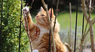Maybe you would like to learn more about one of these? Getting Rid Of Cats In The Garden Royal City Nursery