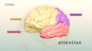 Human Brain Structure And Their Functions In Human Body