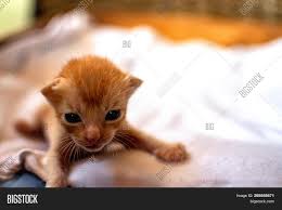 Since newborn baby kittens are incapable of doing much independently, you won't be surprised to hear that touching or handling newborn baby cats should be kept to minimum in the first two weeks. Newborn Red Kitten Image Photo Free Trial Bigstock
