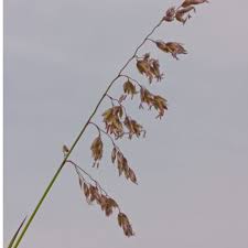 Image result for Anthoxanthum