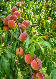 Image result for Prunus persica