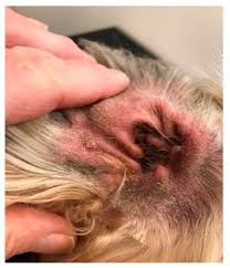 Image result for mold in the ear dog