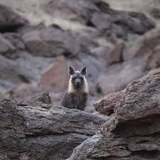 Image result for Heinsenia