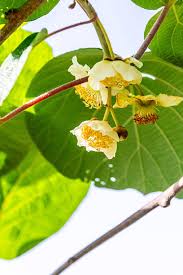 Image result for Actinidiaceae