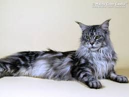 The maine coon cat is one of the largest domesticated breeds of felines. Pin Auf Maine Coon Cats