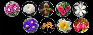 These blossom nurseries are occupied with sending out lovely and fascinating. Himalayan Flower Nursery Home Facebook