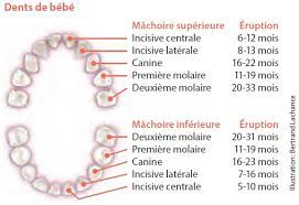 Dans le cas de la molaire, la couronne est cubique avec des bords arrondis. Dents De Bebe Mieux Vivre Avec Notre Enfant De La Grossesse A Deux Ans Inspq