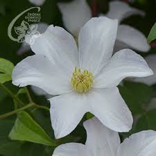 It grows best in full sun or partial shade and is a member of clematis pruning group 3, which includes species and cultivars that flower on the current year's growth. Clematis Clematis Zrodlo Dobrych Pnaczy