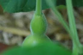 Hal ini agar labu siam dapat tumbuh semakin baik dan sehat, sebelum ditanam langsung kedalam tidak hanya itu, banyak petani juga ingin memiliki pohon durian yang dapat menghasilkan banyak 3 tips menanam tomat agar subur dan berbuah lebat. Tidak Sulit Begini Cara Menanam Labu Air Pupuk Lahan