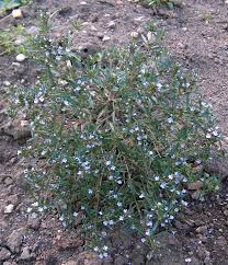 Image result for Satureja