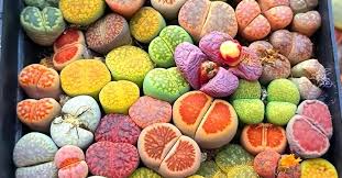 Super Succulents added a new photo.