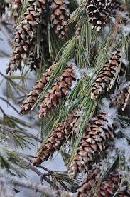 Aesthetically Pleasing Pine Cones Winter Wonder Winter Christmas