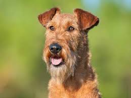 Find the perfect puppies in pennsylvania (pa)! Welsh Terrier Price Temperament Life Span