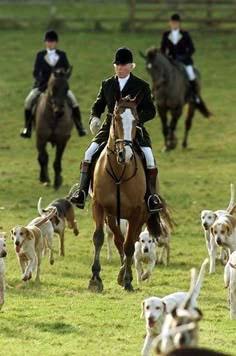 Discover 32 Fox hunting and fox hunting dogs ideas | fox hunting dog pictures, english hunting, fox hunt dogs and more