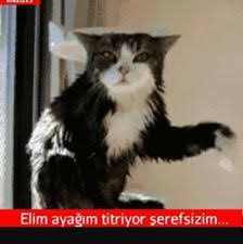 Kedi Replikleri 3 Panosundaki Pin
