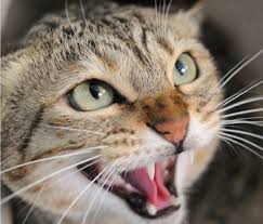 We did not find results for: What You Should Know About The Rabies Vaccine For Cats