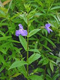 Image result for Monadenium spinulosum