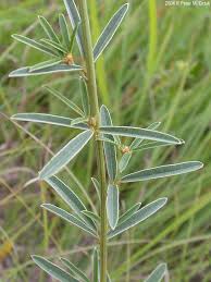 Image result for Buchnera leptostachya