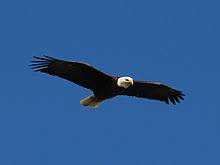 Bald Eagle Wikipedia