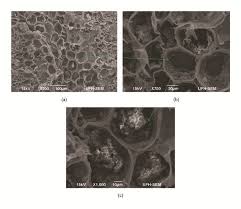 Image result for Phragmanthera capitata