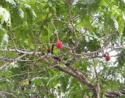 Image result for Parkia