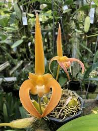 Image result for Bulbophyllum prorepens