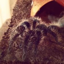 Muffet The Curly Hair Tarantula Brachypelma Albopilosum Curly Hair Styles Tarantula Spider