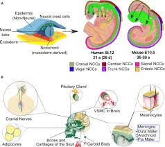 Maybe you would like to learn more about one of these? Frontiers Neurogenesis From Neural Crest Cells Molecular Mechanisms In The Formation Of Cranial Nerves And Ganglia Cell And Developmental Biology