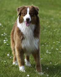 Australian Shepherd History Temperament Care Training More Dogs And Dog Advice
