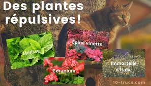 Chat stérilisé = jardin préservé ! Repulsif Pour Chat Les Meilleurs Repulsifs Naturels Anti Chat Eloigner Les Chats Repulsif Chat Jardin