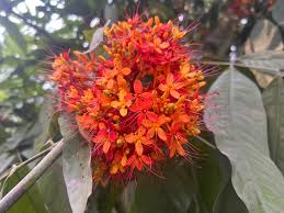Image result for Ixora sp. A