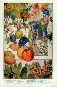 Here are some mail order sources with poorer reviews for various types of fruit plants: Pin On Things I Simply Love