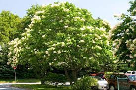 The japanese tree lilac ivory silk (syringa reticulata. Japanese Tree Lilac Ideal For Urban Conditions Landscape Ontario