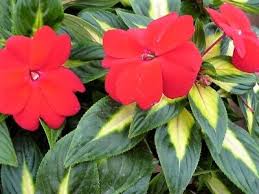 Image result for Impatiens irvingii