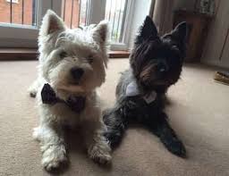 Uk westie rehoming is a charity established in 2002, dedicated to the welfare and rehoming of the west highland white terrier. Westie Terrier Puppies For Sale Bc