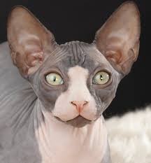 The sphynx is an almost or completely hairless cat. Learn About The Sphynx Cat Breed From A Trusted Veterinarian