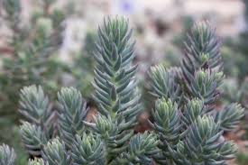 Image result for Sedum ruwenzoriense