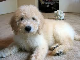Golden retriever and poodle mix dog. Goldendoodle