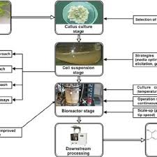 Maybe you would like to learn more about one of these? Pdf Bioprocessing Of Plant Cell Cultures For Mass Production Of Targeted Compounds