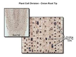 Vegetative propagation in plants, tissue culture and organ transplant techniques in human and animals are possible due to mitotic division. General Biology 1 Biol 1406