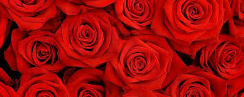 Free pink rose wallpaper free hd wallpaper hdflowerwallpaper 1024×768. Rose Background Photos And Wallpaper For Free Download Page 41 Facebook Cover Photos Flowers Facebook Background Facebook Cover Images