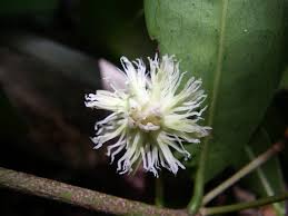 Image result for Mimusops afra