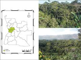 Image result for Rytigynia sp. A